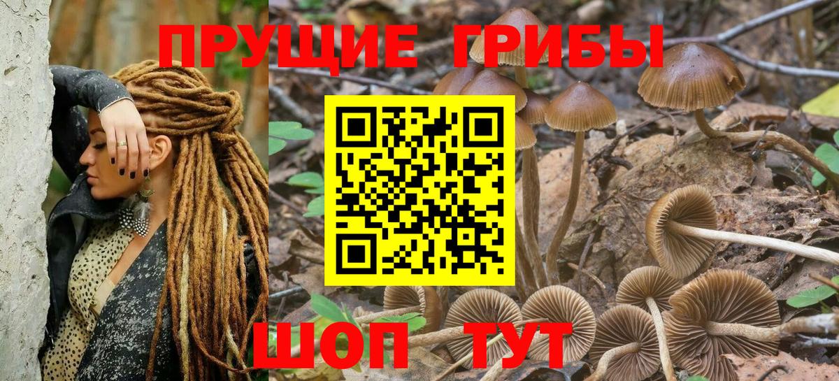 Галлюциногенные грибы Psilocybine cubensis Черкесск